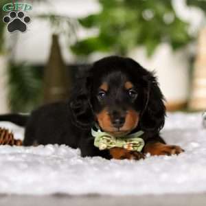 Buddy, Dachshund Puppy